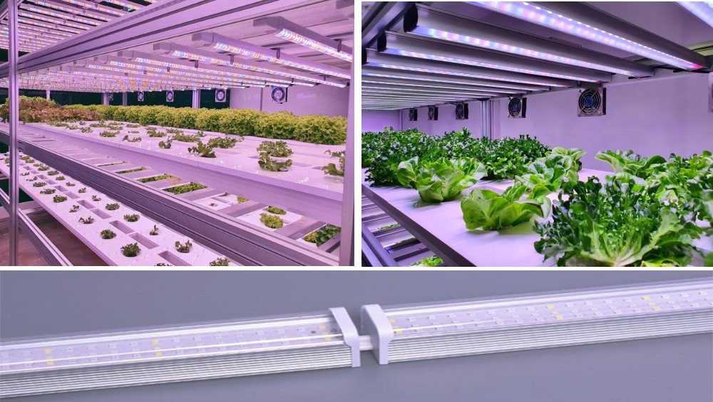 Indoor LED lights for plants